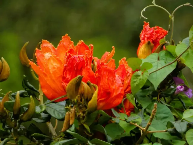 Photographie de Philippe Czeher (4)
